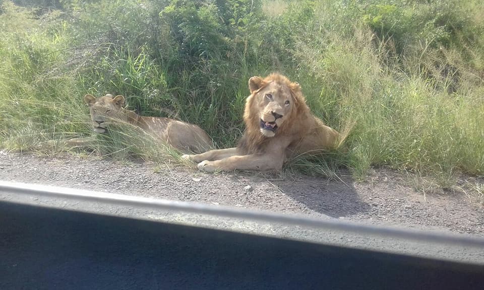 Two lions chilling during the Safari