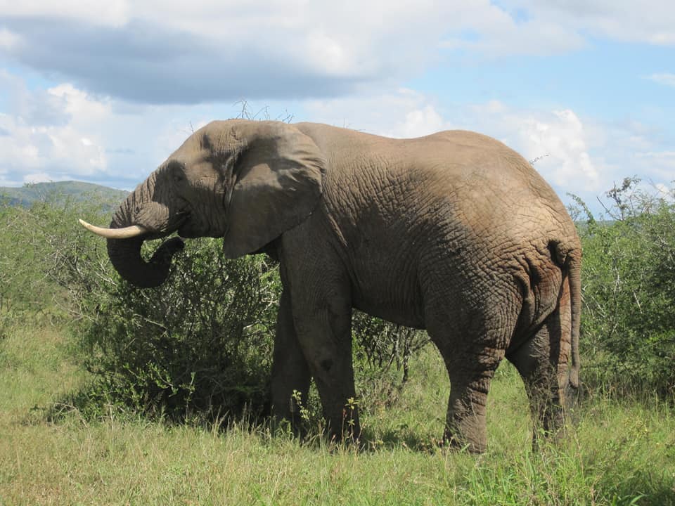 Elephants on Safari in South Africa
