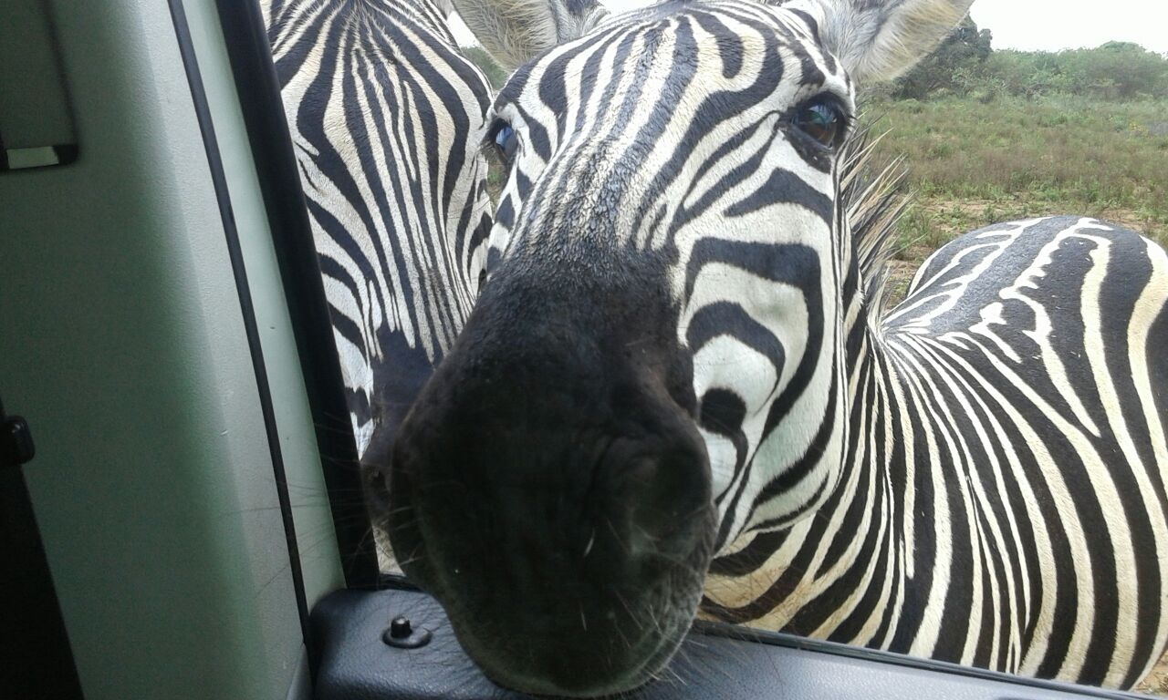 Zebra's on Safari in South Africa