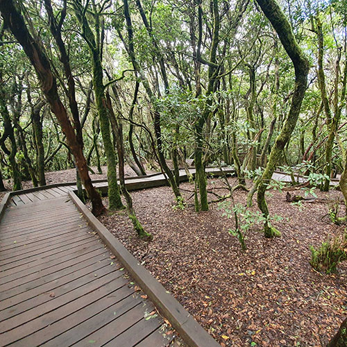Flat path Anaga Biosphere Park Tenerife