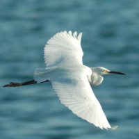 Flying Egret Kanoni Corfu Flying Egret Kanoni Corfu
