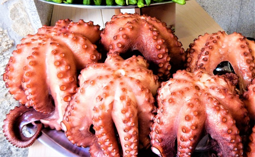 La corona octopus