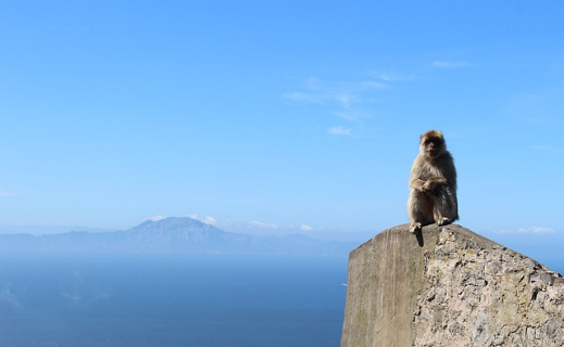 Monkey at Gibraltar rock