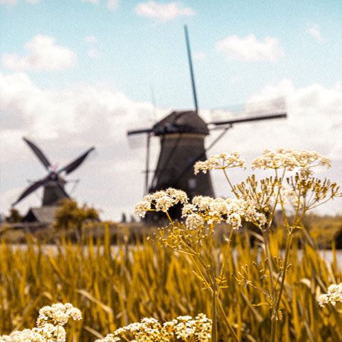 Kinderdijk Windmill view from the field