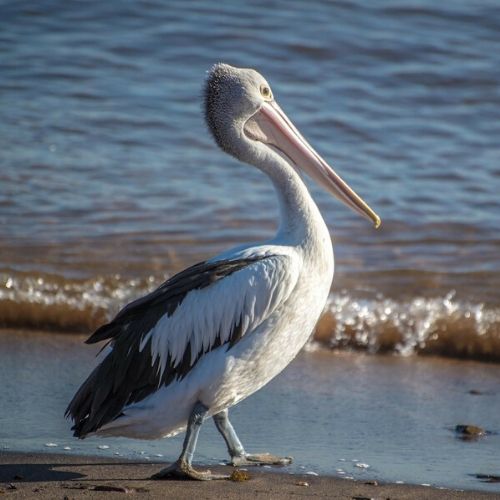 Mykonos pelican