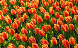 Netherlands, Tulips