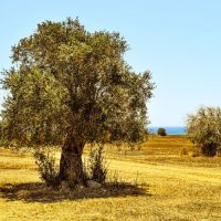 Olive tree sicily
