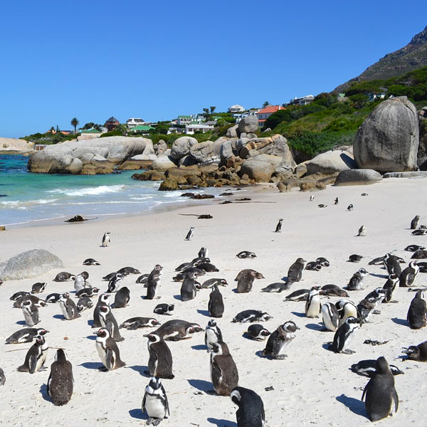 Penguins on the beach in South Africa on Safari