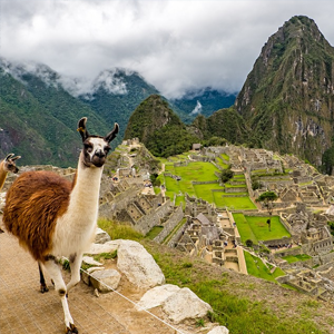 Peru Lama