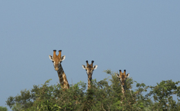 South Africa Giraffe