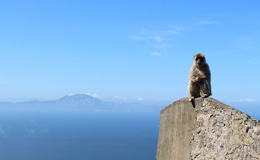 Gibraltar, Monkey