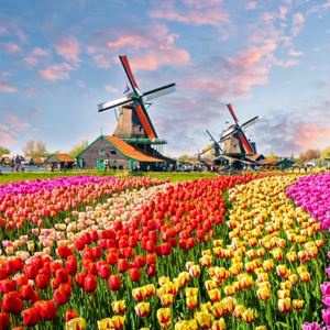 The Netherlands Windmills and Tulips