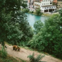 BearPark Bern