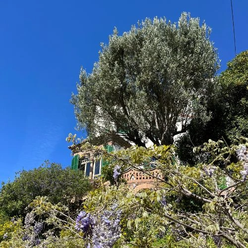 Casa Trias behind trees Casa Trias behind trees