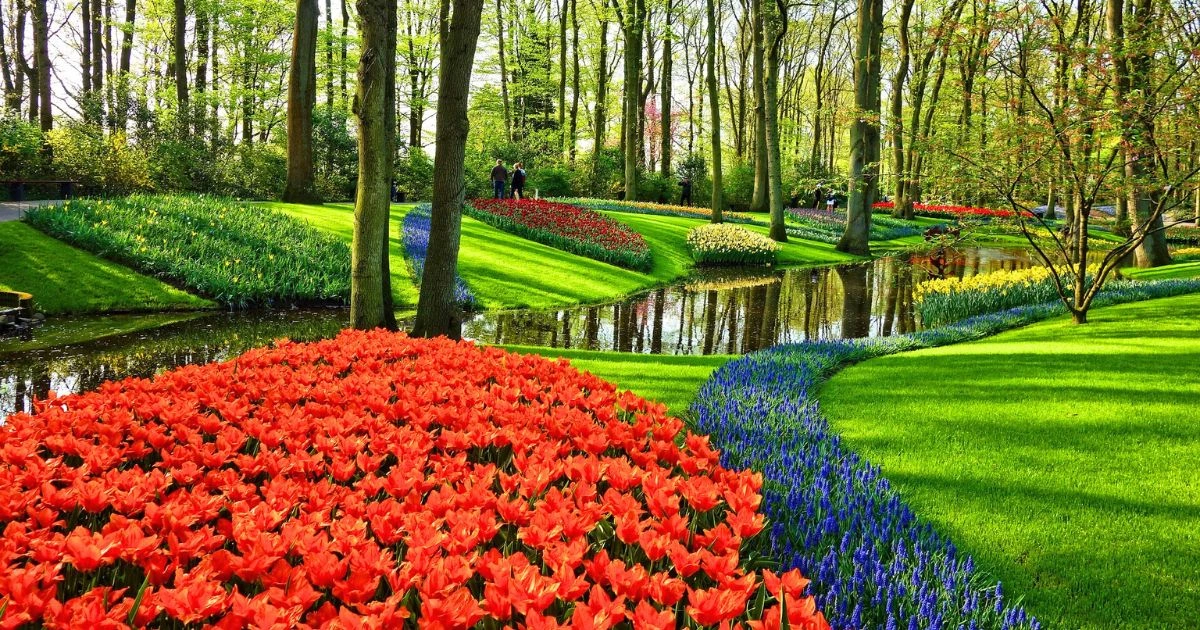 Keukenhof flowers