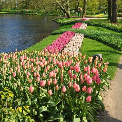 Keukenhof tulips next to lake