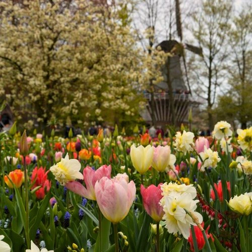 Mill behind tulips