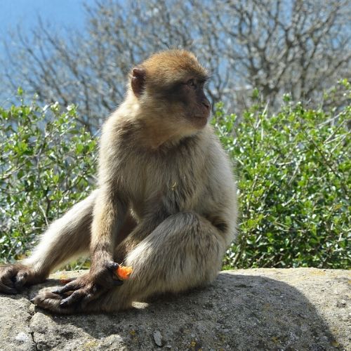 rock tour gibraltar - monkey 2