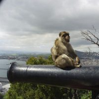 rock tour gibraltar - monkey
