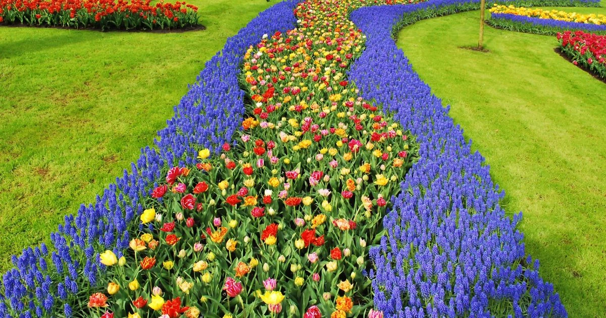 Tulips